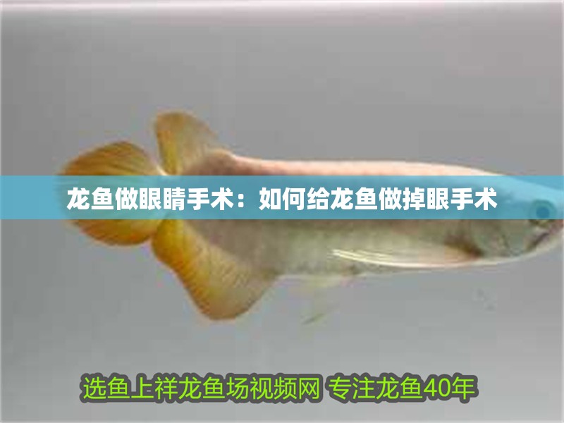 龍魚做眼睛手術：如何給龍魚做掉眼手術