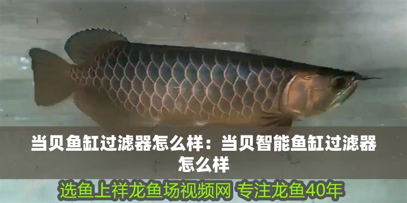 當(dāng)貝魚(yú)缸過(guò)濾器怎么樣：當(dāng)貝智能魚(yú)缸過(guò)濾器怎么樣