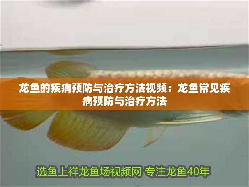 龍魚的疾病預防與治療方法視頻：龍魚常見疾病預防與治療方法