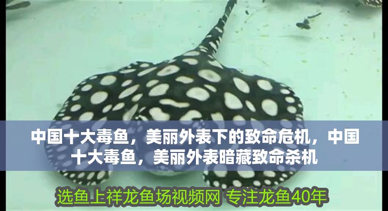 中國十大毒魚，美麗外表下的致命危機，中國十大毒魚，美麗外表暗藏致命殺機