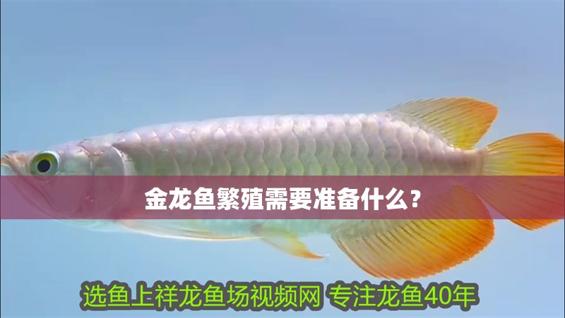 金龍魚繁殖需要準備什么？