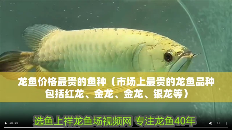龍魚價格最貴的魚種（市場上最貴的龍魚品種包括紅龍、金龍、金龍、銀龍等）