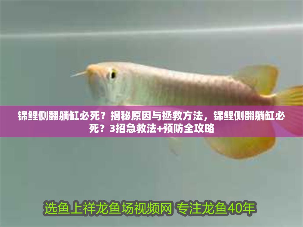 錦鯉側翻躺缸必死？揭秘原因與拯救方法，錦鯉側翻躺缸必死？3招急救法+預防全攻略