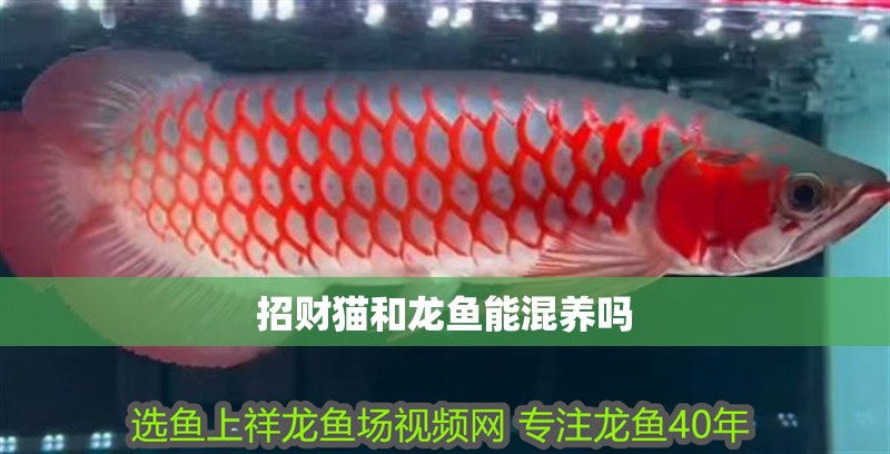 招財貓和龍魚能混養嗎
