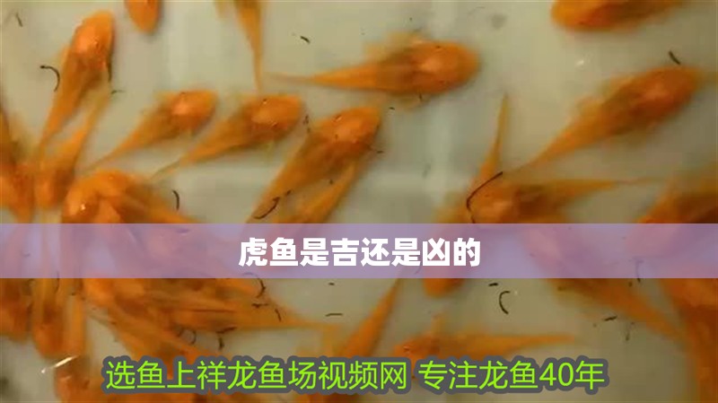 虎魚是吉還是兇的