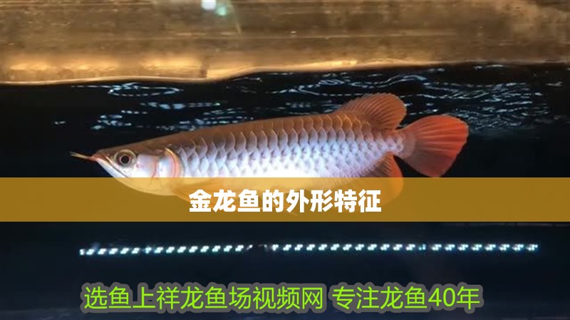 金龍魚的外形特征