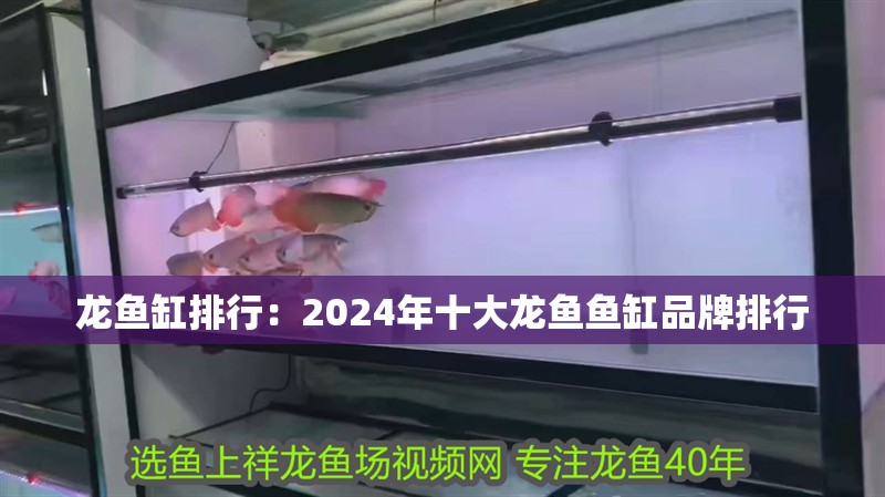 龍魚缸排行：2024年十大龍魚魚缸品牌排行