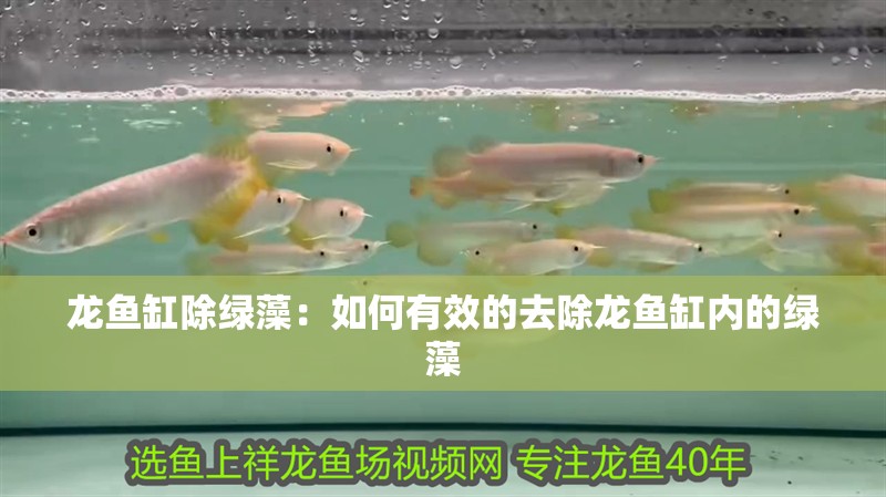 龍魚缸除綠藻：如何有效的去除龍魚缸內的綠藻