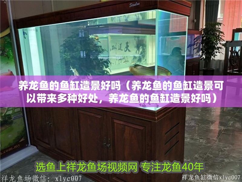 養龍魚的魚缸造景好嗎（養龍魚的魚缸造景可以帶來多種好處，養龍魚的魚缸造景好嗎）