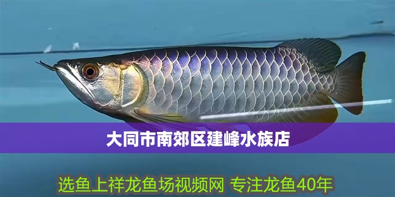 大同<strong><mark>市南</mark></strong>郊區建峰水族店