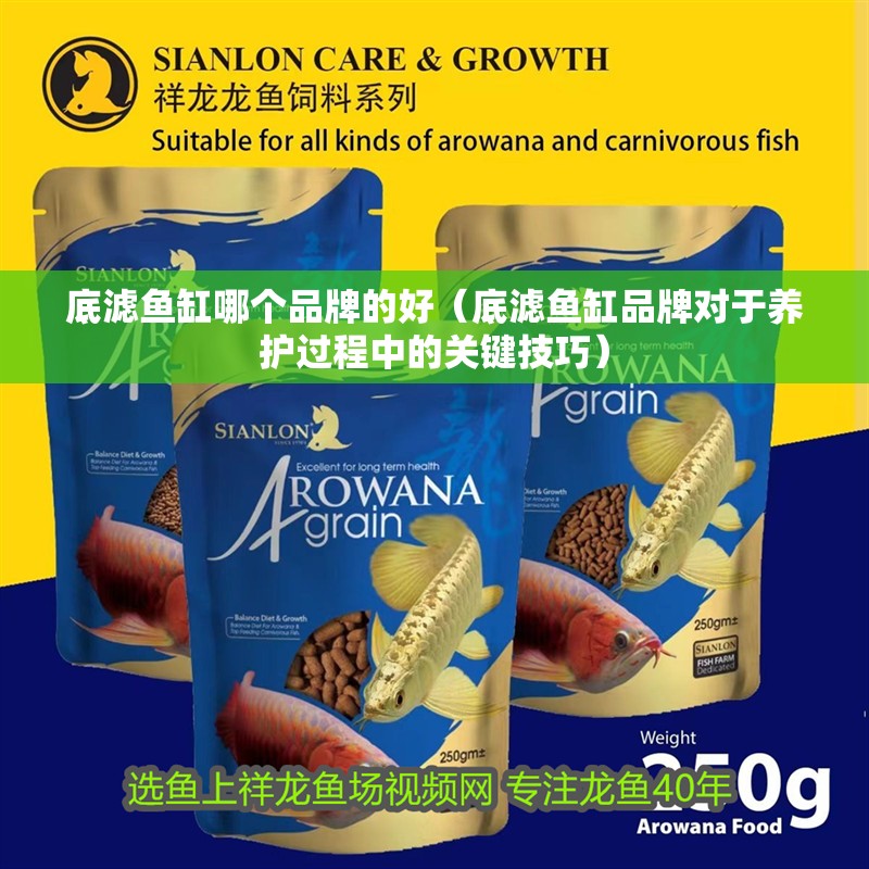 鸚鵡魚和銀龍魚混養怎樣喂食 底濾魚缸哪個品牌的好(底濾魚缸品牌對于養護過程中的關鍵技巧) 魚缸百科 底濾魚缸哪個品牌的好(底濾魚缸品牌對于養護過程中的關鍵技巧) 底濾魚缸哪個品牌的好(底濾魚缸品牌對于養護過程中的關鍵技巧) 魚缸百科