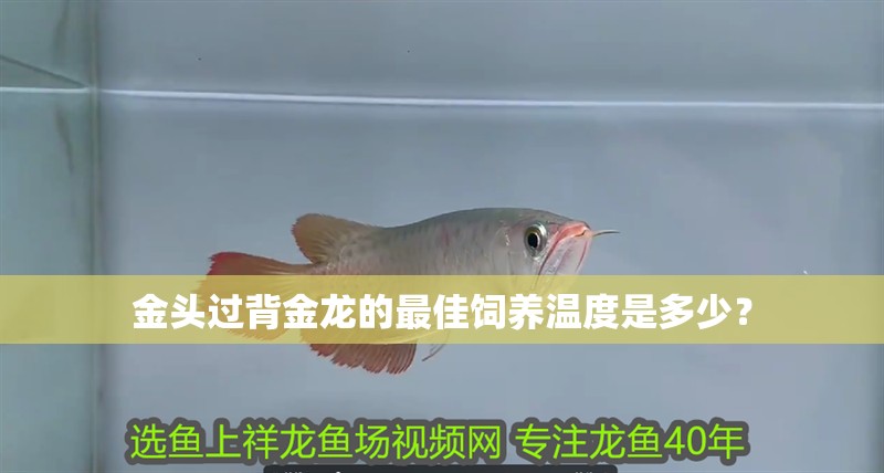 金頭過背金龍的最佳飼養溫度是多少？