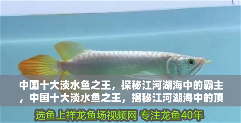 中國十大淡水魚之王,探秘江河湖海中的霸主,中國十大淡水魚之王,揭秘江河湖海中的頂級霸主 龍魚百科 第1張 中國十大淡水魚之王,探秘江河湖海中的霸主,中國十大淡水魚之王,揭秘江河湖海中的頂級霸主 中國十大淡水魚之王,探秘江河湖海中的霸主,中國十大淡水魚之王,揭秘江河湖海中的頂級霸主 龍魚百科 第1張
