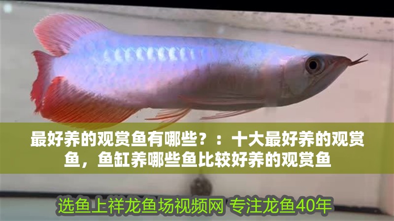 最好養(yǎng)的觀賞魚有哪些？：十大最好養(yǎng)的觀賞魚，魚缸養(yǎng)哪些魚比較好養(yǎng)的觀賞魚