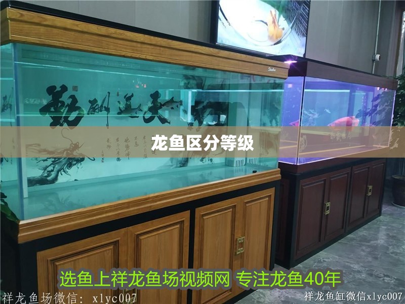 龍魚區分等級