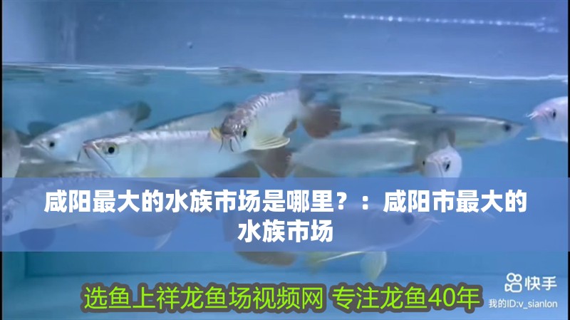 咸陽最大的水族市場是哪里？：咸陽市最大的水族市場