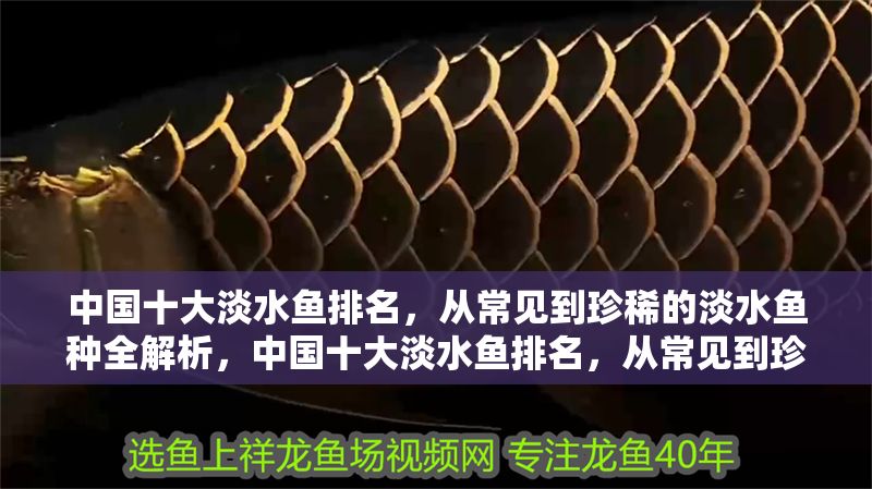 中國十大淡水魚排名，從常見到珍稀的淡水魚種全解析，中國十大淡水魚排名，從常見到珍稀的全面解析