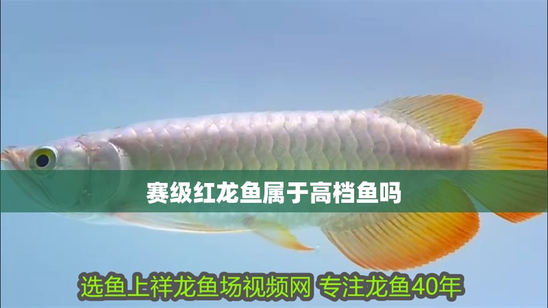 賽級紅龍魚屬于高檔魚嗎
