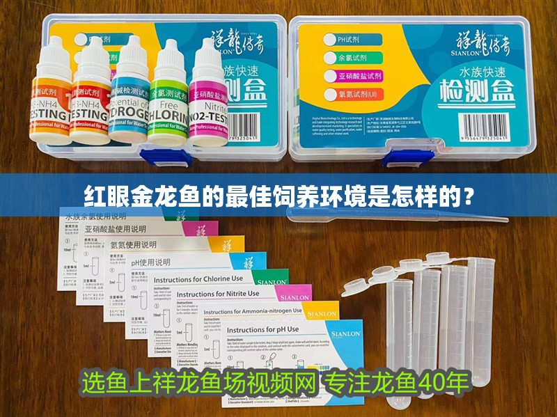 紅眼金龍魚的最佳飼養環境是怎樣的？