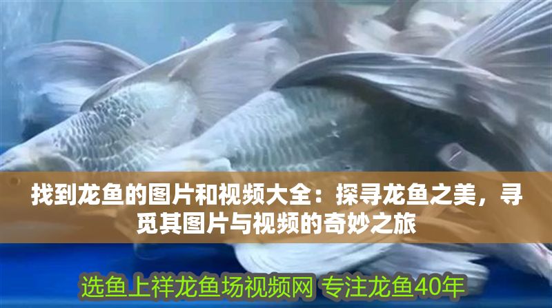 找到龍魚的圖片和視頻大全：探尋龍魚之美，尋覓其圖片與視頻的奇妙之旅