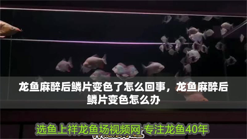 龍魚麻醉后鱗片變色了怎么回事，龍魚麻醉后鱗片變色怎么辦
