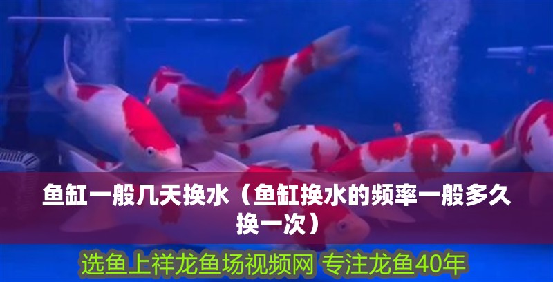 魚缸一般幾天換水（魚缸換水的頻率一般多久換一次）