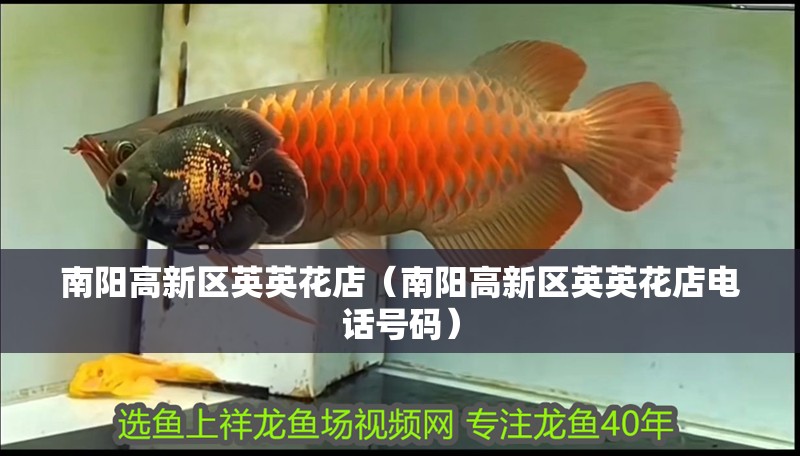 南陽高新區英英花店（南陽高新區英英花店電話號碼）