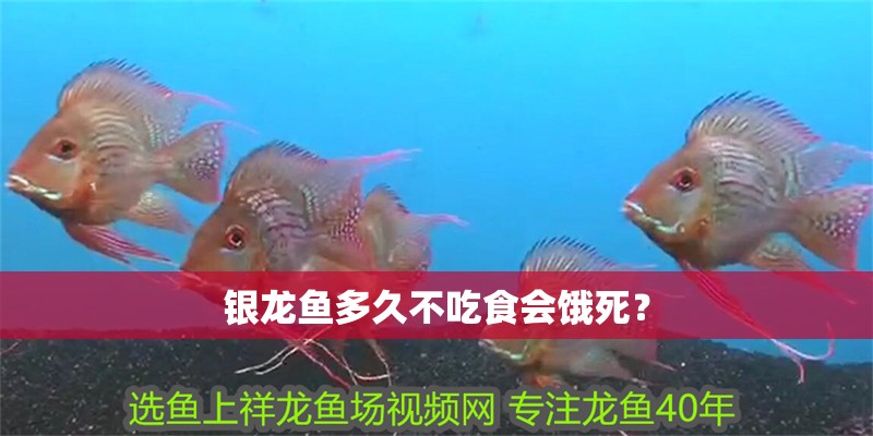 銀龍魚多久不吃食會餓死？