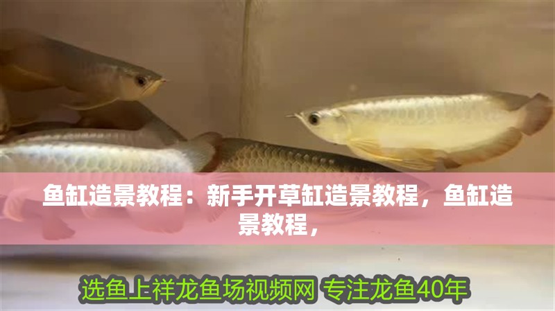 魚(yú)缸造景教程：新手開(kāi)草缸造景教程，魚(yú)缸造景教程，