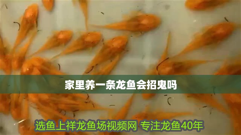 家里養一條龍魚會招鬼嗎 家里養一條龍魚會招鬼嗎 龍魚論壇