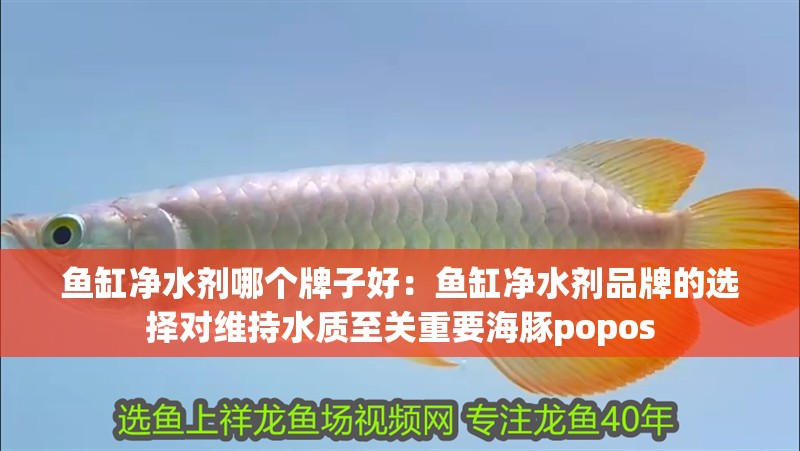 魚缸凈水劑哪個牌子好：魚缸凈水劑品牌的選擇對維持水質至關重要海豚popos
