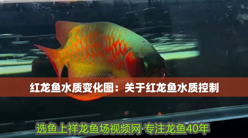 紅龍魚水質變化圖：關于紅龍魚水質控制