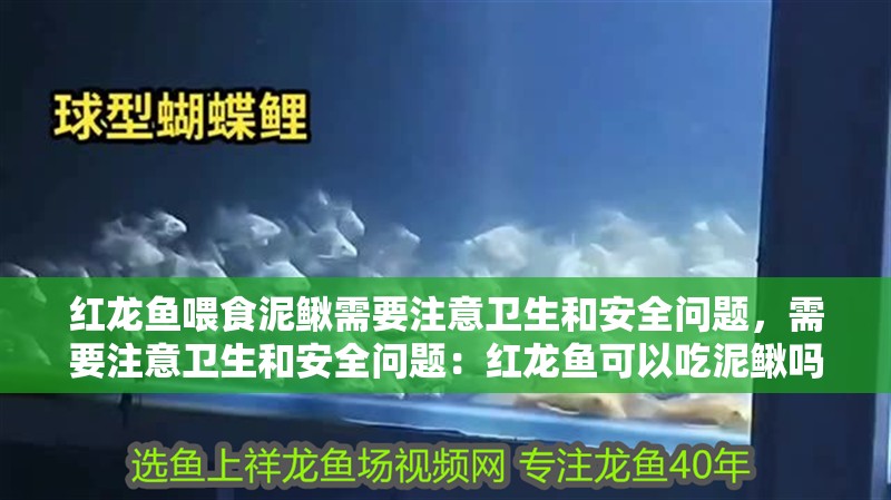 紅龍魚喂食泥鰍需要注意衛(wèi)生和安全問題，需要注意衛(wèi)生和安全問題：紅龍魚可以吃泥鰍嗎