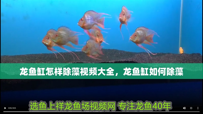龍魚缸怎樣除藻視頻大全，龍魚缸如何除藻