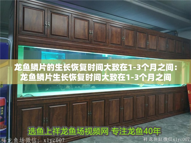 龍魚鱗片的生長恢復時間大致在1-3個月之間：龍魚鱗片生長恢復時間大致在1-3個月之間