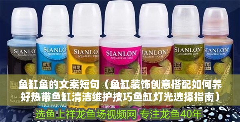 魚缸魚的文案短句（魚缸裝飾創意搭配如何養好熱帶魚缸清潔維護技巧魚缸燈光選擇指南）