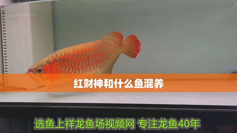 紅財神和什么魚混養