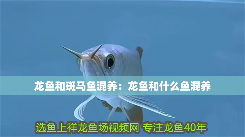 龍魚和斑馬魚混養：龍魚和什么魚混養