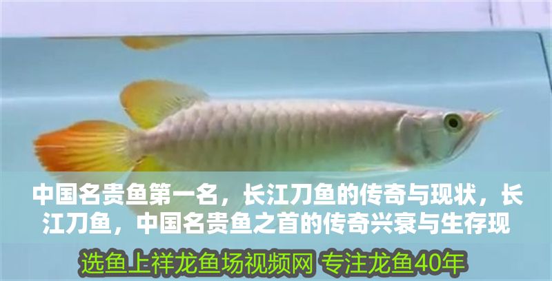 中國名貴魚第一名，長江刀魚的傳奇與現(xiàn)狀，長江刀魚，中國名貴魚之首的傳奇興衰與生存現(xiàn)狀