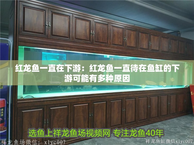 紅龍魚一直在下游：紅龍魚一直待在魚缸的下游可能有多種原因