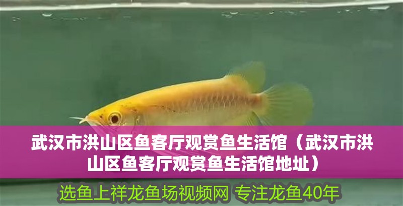 武漢市洪山區魚客廳觀賞魚生活館（武漢市洪山區魚客廳觀賞魚生活館地址）