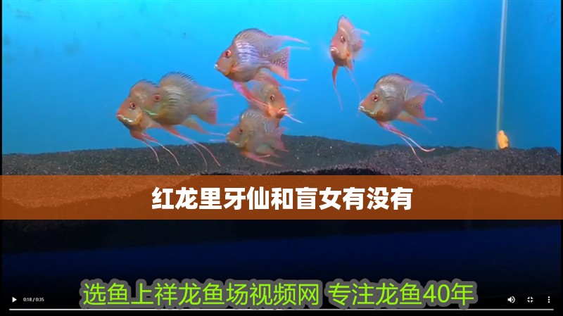 紅龍里牙仙和盲女有沒有