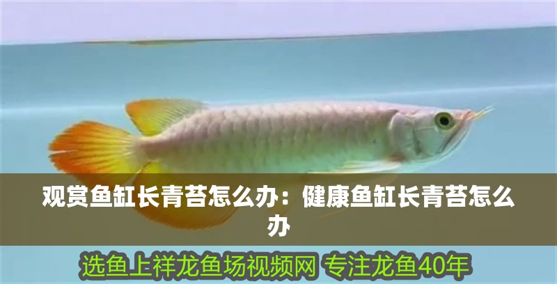 觀賞魚(yú)缸長(zhǎng)青苔怎么辦：健康魚(yú)缸長(zhǎng)青苔怎么辦 觀賞魚(yú)缸長(zhǎng)青苔怎么辦：健康魚(yú)缸長(zhǎng)青苔怎么辦 魚(yú)缸百科