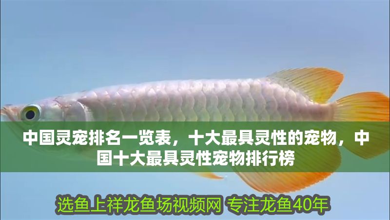 中國靈寵排名一覽表，十大最具靈性的寵物，中國十大最具靈性寵物排行榜