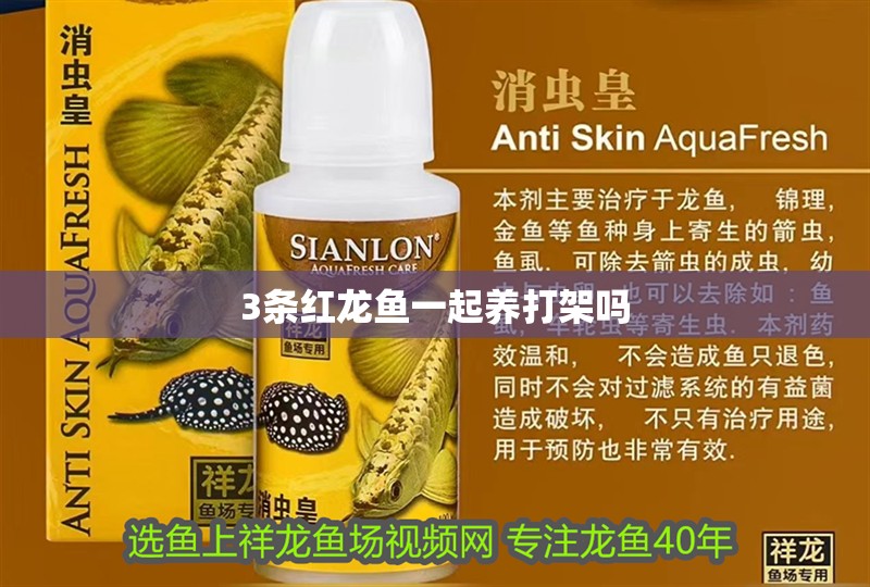 3條紅龍魚一起養打架嗎