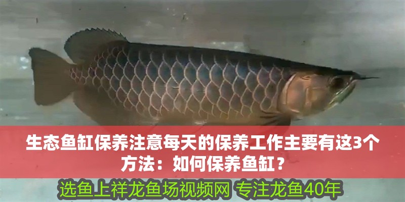 生態魚缸保養注意每天的保養工作主要有這3個方法：如何保養魚缸？