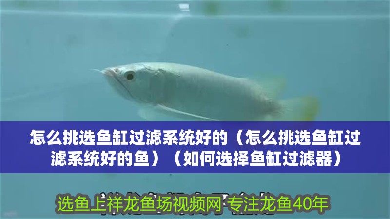 怎么挑選魚缸過濾系統(tǒng)好的（怎么挑選魚缸過濾系統(tǒng)好的魚）（如何選擇魚缸過濾器）