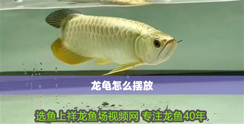龍龜怎么擺放
