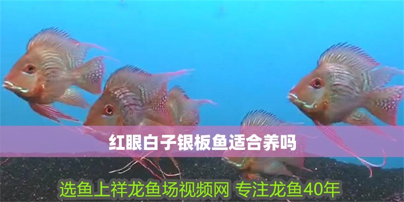 紅眼白子銀板魚適合養(yǎng)嗎
