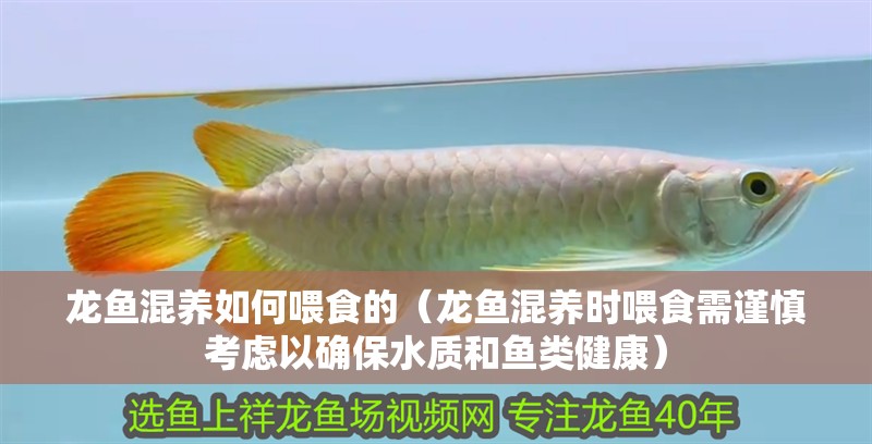 龍魚混養如何喂食的（龍魚混養時喂食需謹慎考慮以確保水質和魚類健康）